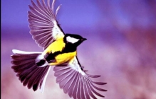 Birds Consciousness of Stimulus
